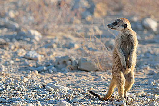 猫鼬,专注,碎石路,卡拉哈迪大羚羊国家公园,北开普,南非,非洲