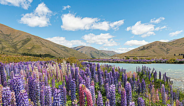 河床,河,紫色,盛开,羽扇豆,奥塔哥,南岛,新西兰,大洋洲