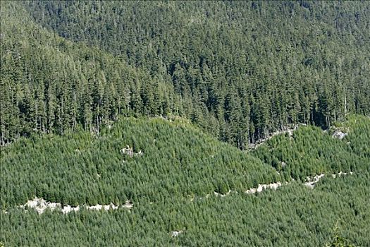 林业,区域,温哥华岛,不列颠哥伦比亚省,加拿大