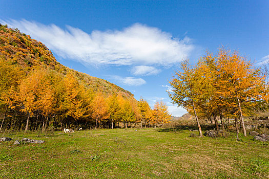 留坝狮子沟牧场