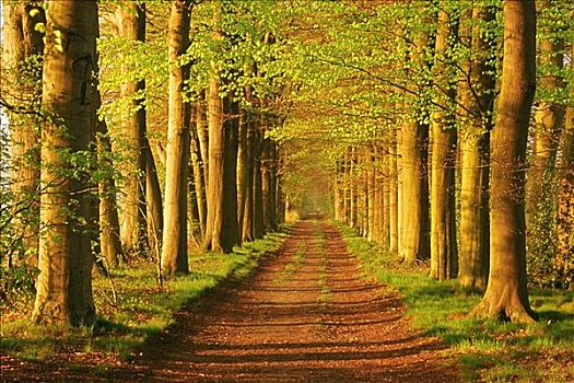 树,乡间小路,荷兰