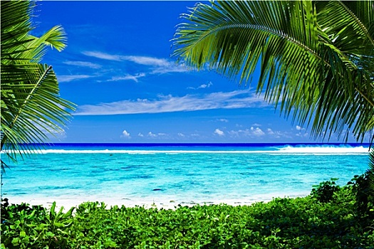 空,热带沙滩,框架,棕榈树