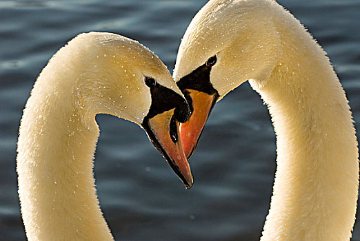 示爱,疣鼻天鹅,天鹅,史坦利公园,不列颠哥伦比亚省
