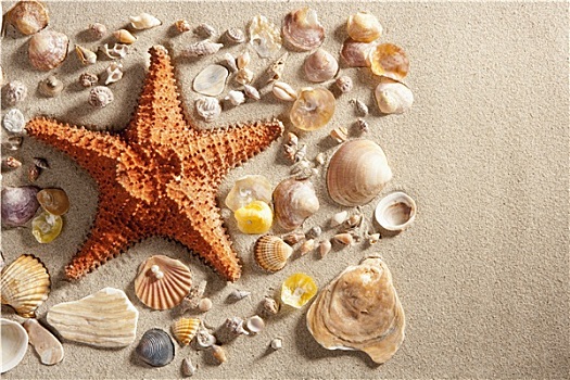 海滩,白沙,海星,许多,蛤蜊,壳,夏天