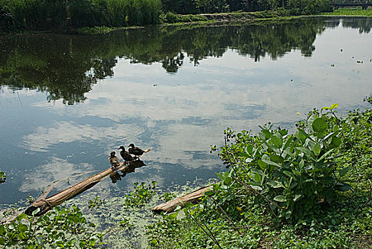水塘,乡村,孟加拉,九月,2007年