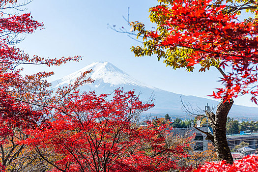 富士山,枫树