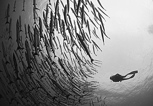 潜水,鱼群,梭鱼,巴布亚新几内亚