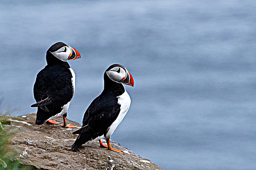 角嘴海雀,大西洋海雀,北极,栖息,悬崖,石头,冰岛,欧洲