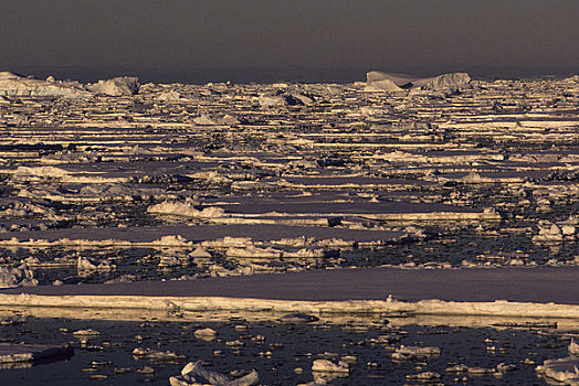 南极半岛,区域,密集,浮冰