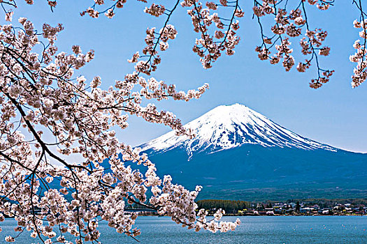 盛开,山,富士山,湖