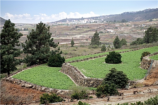 自然,风景,特内里费岛,西班牙