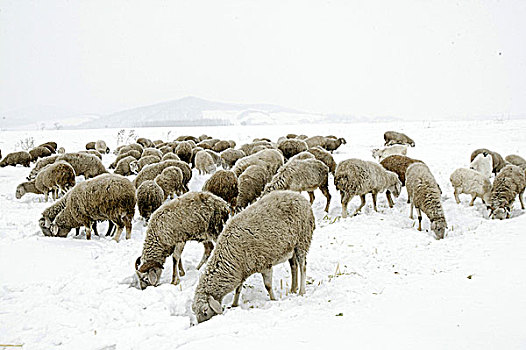 吉林雪地中的羊群