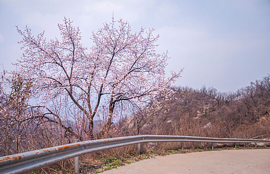 盘山公路旁的杏花树