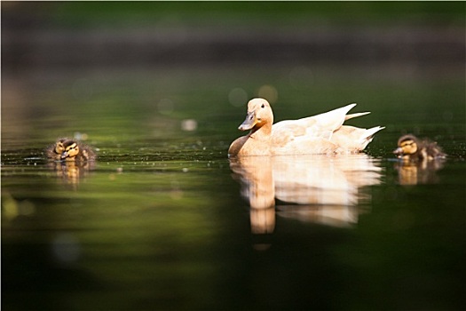 可爱,鸭子,家庭,水塘