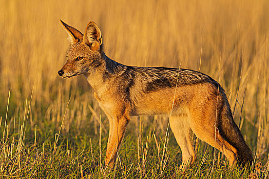 黑背狐狼,黑背豺,走,草地,卡拉哈里沙漠,卡拉哈迪大羚羊国家公园,南非,非洲