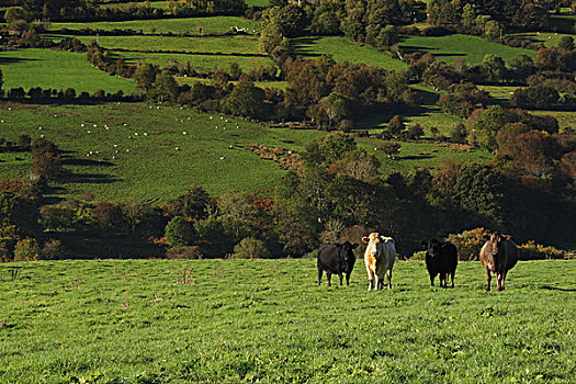 母牛,土地,山谷,芒斯特,区域,蒂珀雷里郡,爱尔兰