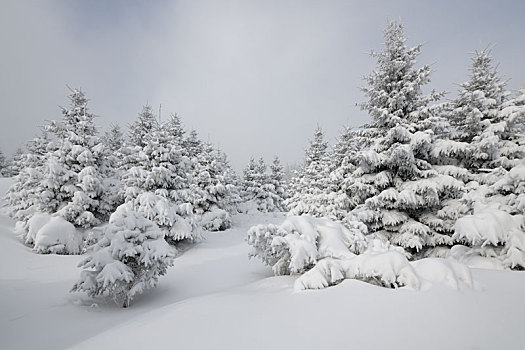 林海雪原中的雾凇