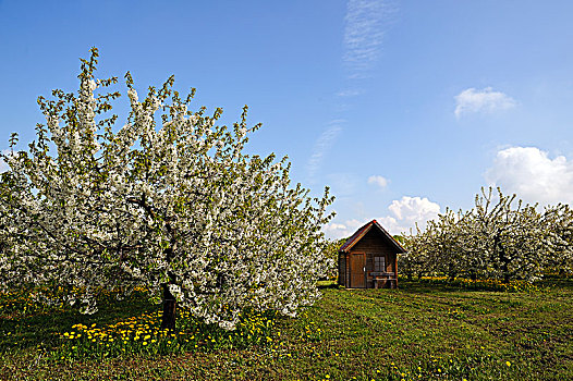 花,樱桃树,甜樱桃,果园,小屋,上弗兰科尼亚,巴伐利亚,德国,欧洲