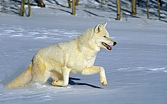 北极狼,狼,流动,跑,加拿大