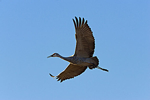 沙丘鹤,飞,野生动植物保护区,新墨西哥,北美,美国
