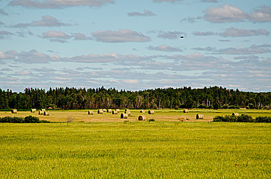 干草包,地点,曼尼托巴,加拿大