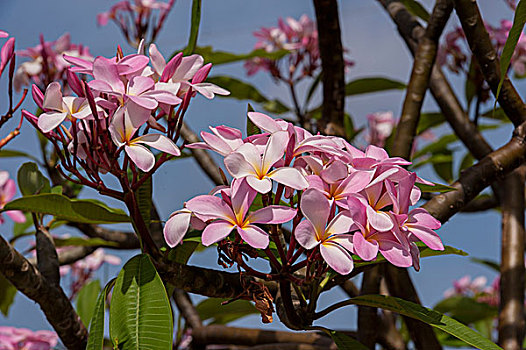 英属西印度群岛,开曼群岛,大开曼岛,粉色,夹竹桃