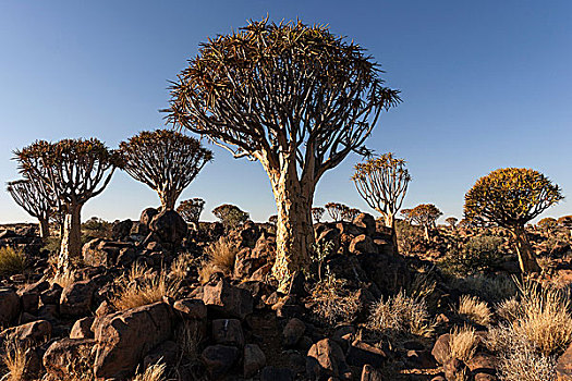抖树,二歧芦荟,树林,靠近,基特曼斯胡普,纳米比亚,非洲
