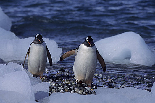 南极,南,奥克尼群岛,冰,鹅卵石,海滩,巴布亚企鹅