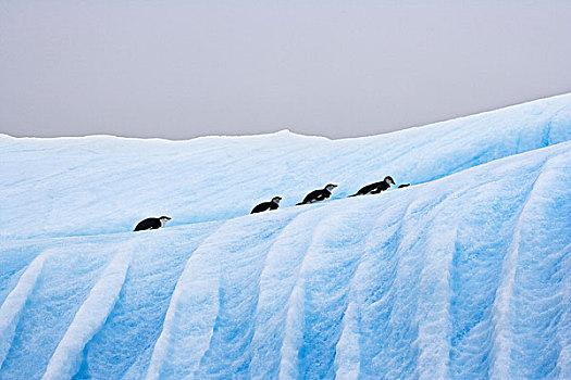 帽带企鹅,阿德利企鹅属,冰山,南,奥克尼群岛,南极