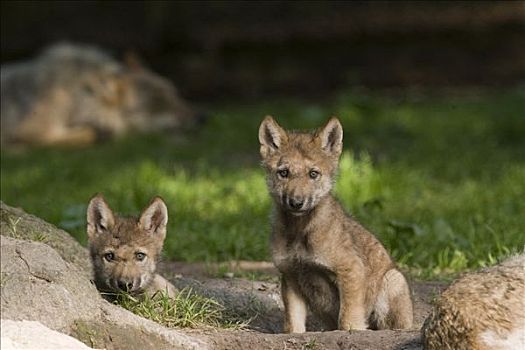 灰狼,狼,小动物,动物园,北方,黑森州,德国