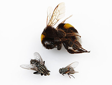 大黄蜂,两个,飞虫