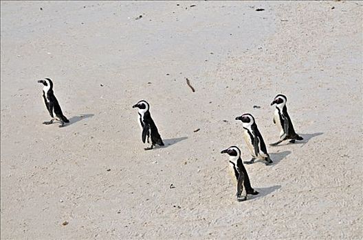 非洲企鹅,漂石,海滩,西海角,省,南非