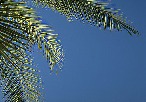 棕榈树,枝条,仰视