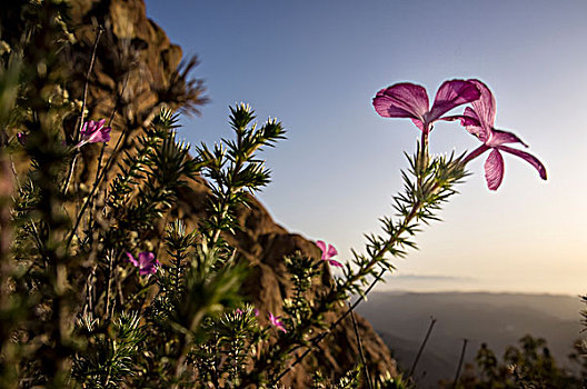 刺,福禄考属植物,圣莫尼卡,山,国家休闲度假区,加利福尼亚