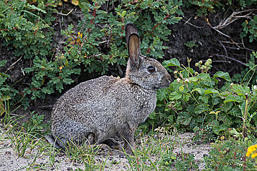 野生,普通,兔子,兔豚鼠属,特塞尔,西弗里西亚群岛,省,北荷兰,荷兰,欧洲