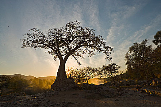 猴面包树,剪影,日出,纳米比亚