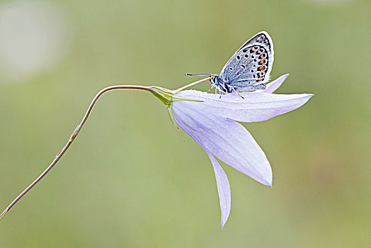 普通,蓝色,蓝灰蝶,栖息,风铃草,北方,黑森州,德国,欧洲