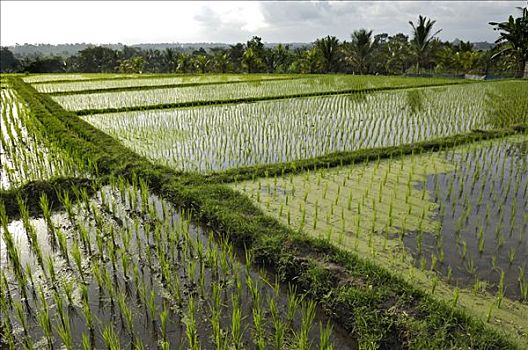 稻田,靠近,巴厘岛,印度尼西亚,东南亚
