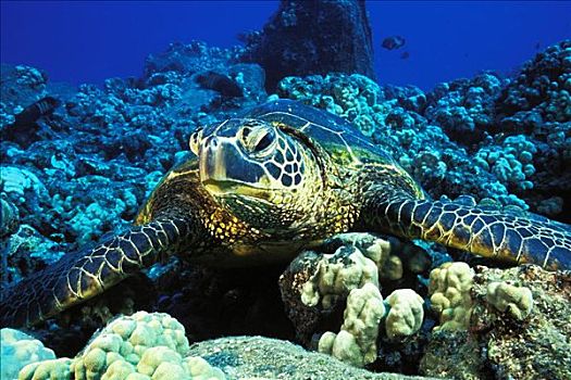 夏威夷,绿海龟,龟类,休息,礁石