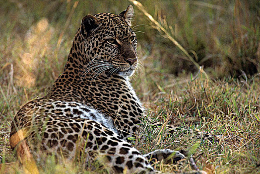 非洲,肯尼亚,马塞马拉野生动物保护区,成年,女性,豹,休息,高草,早晨