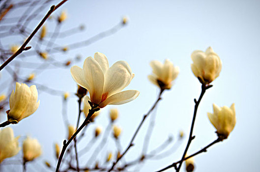 白玉兰花的特写