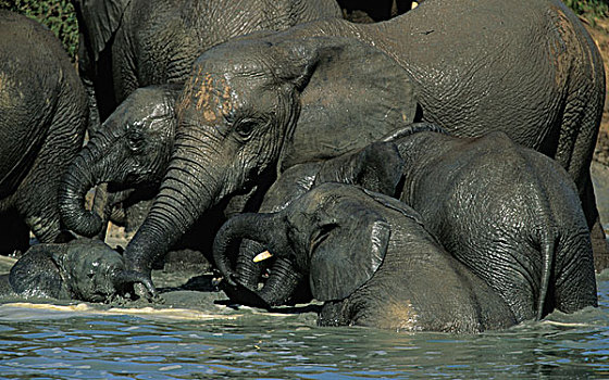 非洲象,群,水潭,阿多大象国家公园,南非,非洲