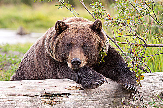 雌性,棕熊,上方,原木,阿拉斯加野生动物保护中心,阿拉斯加,夏天,俘获