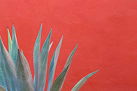 墨西哥,圣米格尔,龙舌兰属植物,靠近,彩色,墙壁,画廊
