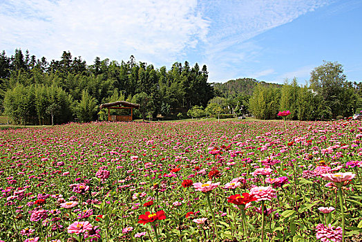 花海