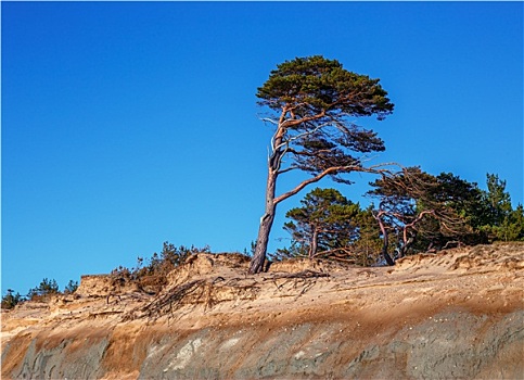 松树,背景,沙,悬崖