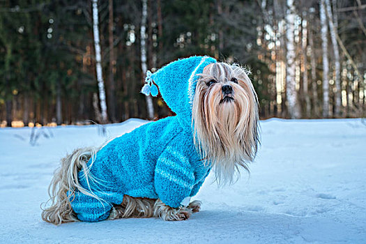 西施犬,狗,蓝色,编织,毛衣,冬天,户外,头像