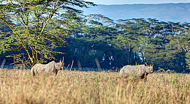 黑犀牛,纳库鲁湖国家公园,肯尼亚,东非,非洲