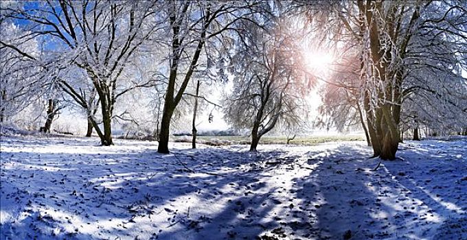 霜冻,树,靠近,艾希斯泰特,巴伐利亚,德国,欧洲