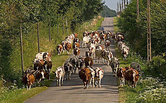 家牛,乳业,牧群,乡村,道路,靠近,法国,欧洲
